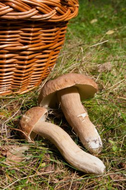 Şaşırtıcı yenilebilir mantar boletus mantarı sonbahar hasat (Kral bolete) porcini mantar bilinir. Birkaç yenilebilir mantar Boletus mantarı bileşimi (cep, penny topuz, porcino veya Kral bolete, genellikle porcini mantar olarak adlandırılır) ve hasır sepet o