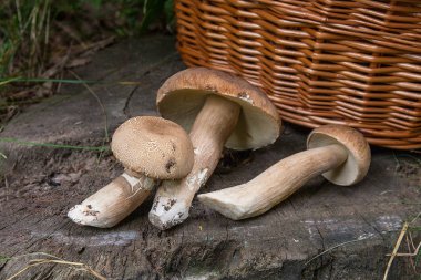 Şaşırtıcı yenilebilir mantar boletus mantarı sonbahar hasat (Kral bolete) porcini mantar bilinir. Birkaç yenilebilir mantar Boletus mantarı bileşimi (cep, penny topuz, porcino veya Kral bolete, genellikle porcini mantar olarak adlandırılır) ve hasır sepet o