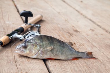Tatlı su levrek ve olta ile reel vintage ahşap arka plan üzerinde yalan. Balık tutma kavramı, kupa yakalamak - sadece su ve balık tutmak için ekipmanlar vintage ahşap zemin üzerine alınan büyük tatlı su levrek balığı
