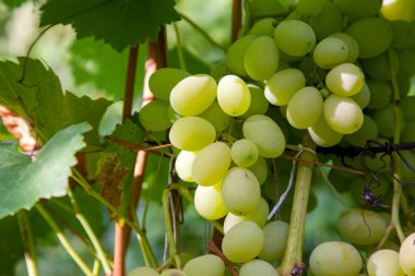 Dalı ile bağ yapraklarda yeşil ve sarı çilek üzüm görünümü kadar sonbahar kapatın. Taze olgun sulu üzüm RIPing bağ dallarında üzerinde