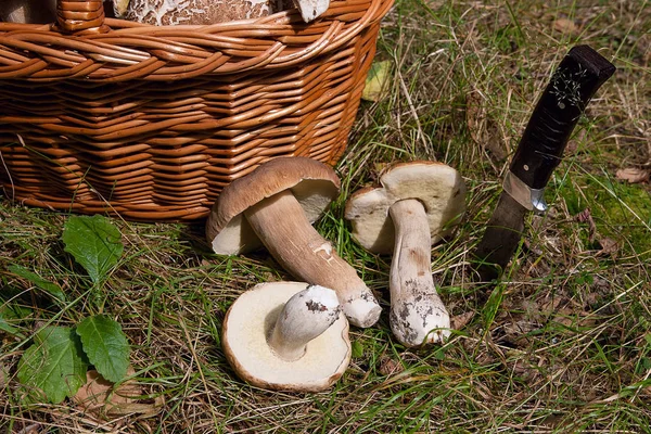 Skördas Hösten Fantastiska Ätliga Svampar Boletus Edulis Konungen Kantarell Kallas — Stockfoto