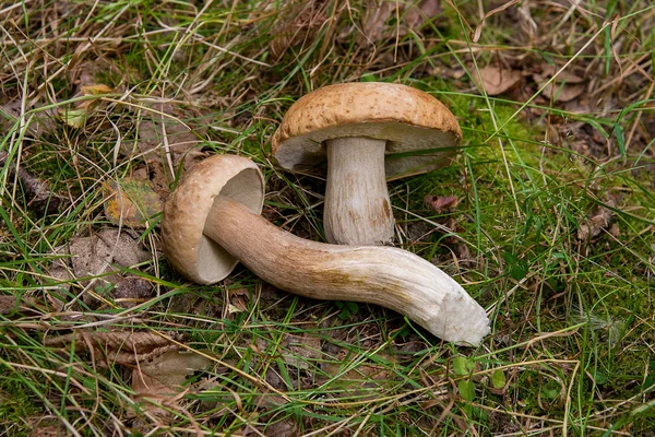 Skördas Hösten Fantastiska Ätliga Svampar Boletus Edulis Konungen Kantarell Kallas — Stockfoto