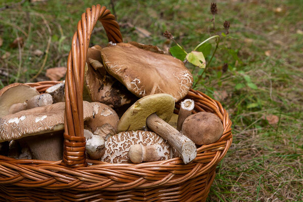 Сбор осенью удивительные съедобные грибы boletus edulis (король bolete) известный как porcini грибы в плетеной корзине. Состав съедобных грибов Boletus edulis (cep, penny bun, porcino, or king bolete, usually called porcini mushroom) в
