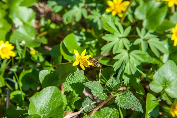 Vista Cerca Abeja Trabajadora Marsh Marigold Conocida Como Caltha Palustris — Foto de Stock