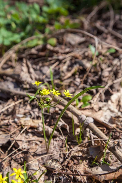 Gagea Lutea Yellow Star Bethlehem Blooming Spring Forest Gagea Lutea — Stock Photo, Image