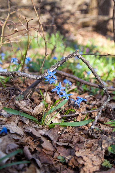 Vue Rapprochée Scilla Siberica Connue Sous Nom Squill Sibérien Squill — Photo