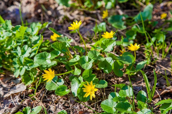 Close Van Marsh Goudsbloem Bekend Als Gewone Dotterbloem Gele Groeit — Stockfoto