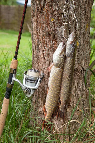 Freshwater Northern pike fish know as Esox Lucius on fish stringer and fishing equipment. Fishing concept, good catch - big freshwater pikes fish just taken from the water on fish stringer and fishing rod with reel on natural background.