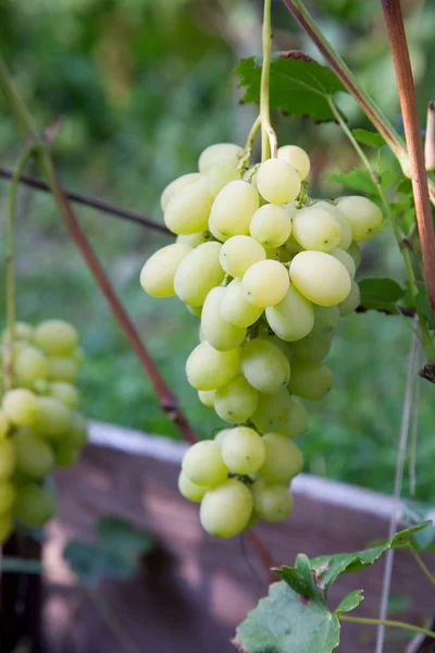 Bacche Verdi Gialle Uva Ramo Con Foglie Vigna All Autunno — Foto Stock