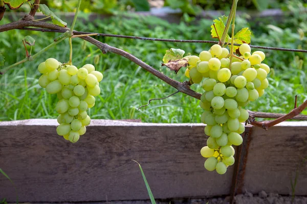 Trauben Von Grünen Und Gelben Trauben Auf Zweigen Mit Blättern — Stockfoto