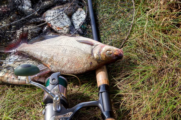 Good catch. Close up view of just taken from the water big freshwater common bream known as bronze bream or carp bream (Abramis brama) and fishing rod with reel on landing net with fishery catch in it