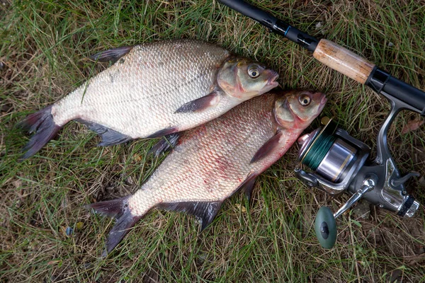 Good catch. Just taken from the water big freshwater common bream known as bronze bream or carp bream (Abramis brama) and fishing rod with reel on natural background. Natural composition of fish and fishing rod with reel on green grass