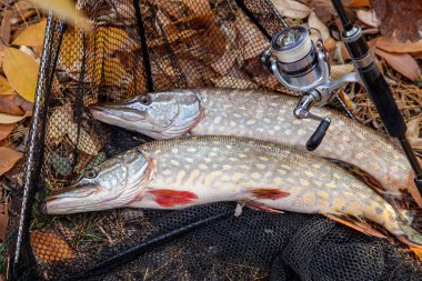 Balık tutma kavramı, kupa yakalamak - büyük tatlı su mızrakları Esox Lucius sadece su ve olta makarası ile alınan olarak balık biliyor. İki tatlı su Kuzey pikes balık, balıkçılık ekipman ve siyah açılış net arka plan sarı sonbahar t gider