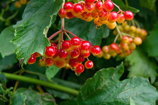 Vista Cerca Los Hermosos Frutos Rojos Escarlata Viburnum Opulus Guelder — Foto de Stock