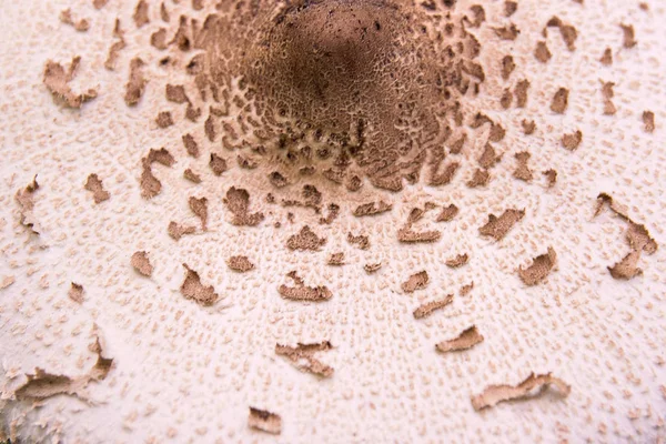 Close View Parasol Mushroom Known Macrolepiota Procera Lepiota Procera Basidiomycete — Stock Photo, Image