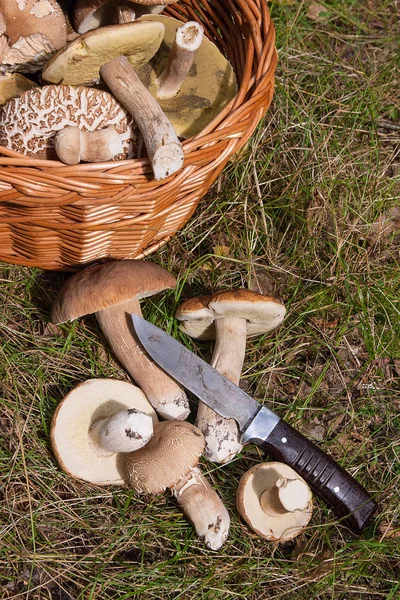 Skördas Hösten Fantastiska Ätliga Svampar Boletus Edulis Konungen Kantarell Kallas — Stockfoto