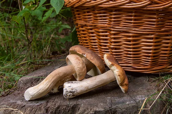 Skördas Hösten Fantastiska Ätliga Svampar Boletus Edulis Konungen Kantarell Kallas — Stockfoto