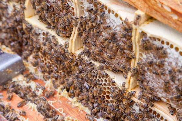 Zamknij Widok Pracy Pszczół Honeycomb Słodki Miód Żółty Plaster Miodu — Zdjęcie stockowe