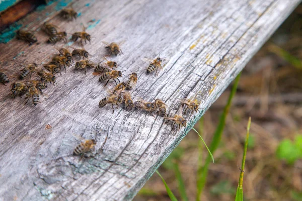 Plenty Bees Entrance Old Beehive Apiary Busy Bees Close View — Stock Photo, Image