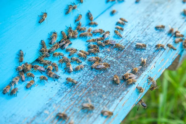 ミツバチ養蜂場のミツバチの巣箱の入り口にはたっぷり ビジービーズ 光の青い板に群がって蜂のビューをクローズ アップ — ストック写真