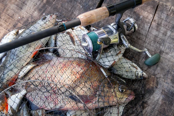 Good catch. Just taken from the water big freshwater common bream known as bronze bream or carp bream (Abramis brama) and white bream or silver bream in landing net with fishery catch in it and fishing rod with reel  on vintage wooden background