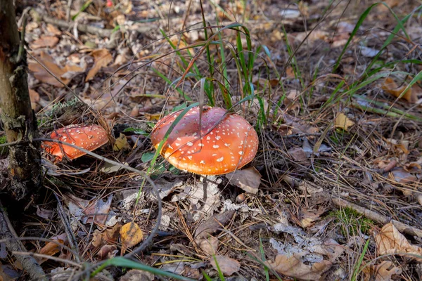 Wild Vliegenzwam Met Rode Kop Paddenstoel Mooie Paddenstoel Maar Zeer — Stockfoto