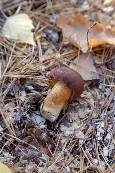 食用野生蘑菇与栗色帽在秋天的松树林 针叶树森林中被称为或蘑菇的海湾 — 图库照片