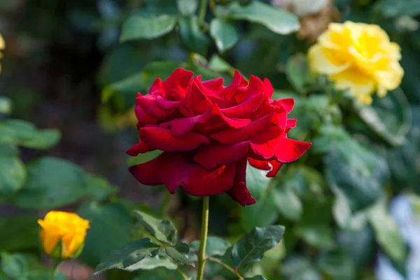 Bright Red Blossoming Rose Garden Beautiful Red Rose Growing Flower — Stock Photo, Image