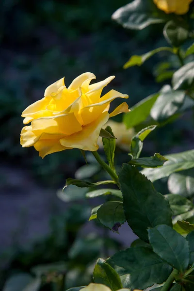 Eine Leuchtend Gelb Blühende Rose Garten Schöne Gelbe Rose Die — Stockfoto