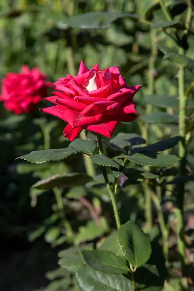 明るい赤の花は庭で上がった美しい赤いバラ花壇の日当たりの良い夏の日に成長 — ストック写真