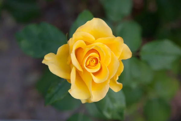 Una Rosa Floreciente Color Amarillo Brillante Jardín Hermosa Rosa Amarilla — Foto de Stock