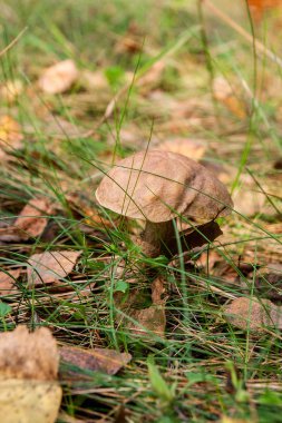 Sonbahar ormana düşen yapraklar ve otların arasında büyüyen yenilebilir orman mantar kahverengi kap çörek görünümünü kapat