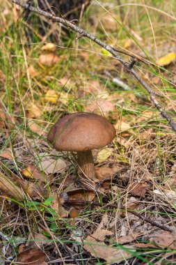 Sonbahar ormana düşen yapraklar ve otların arasında büyüyen yenilebilir orman mantar kahverengi kap çörek görünümünü kapat