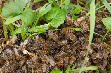 Arıların görünümü kapatın ve yaban arısı bal kaynıyor yeşil çim düşer. Yeşil çim ve swarming böcekler üzerine bal damla