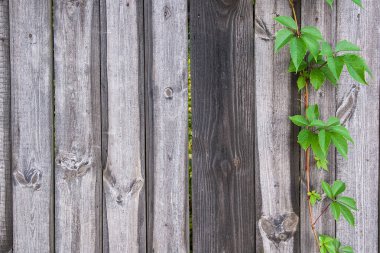 Doğanın ahşap arka planı. Yapraklar, eski ahşap arka planda, fotokopi alanı olan yabani üzümler. Doğal ahşap arka planda yabani üzümlerin yeşil yaprakları.