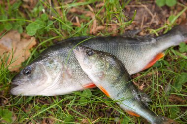 Tatlı su algılamak görünümünü kapatın. Kavramı, iyi av - sadece doğal zemin üzerine su alınan iki tatlı su levrek balık balık tutma