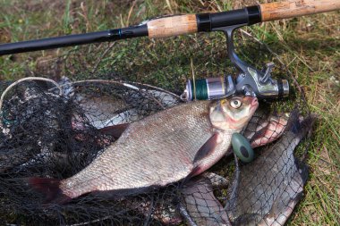 İyi yakaladın. Sadece büyük tatlı su ortak çipura bronz çipura veya sazan balığı (Abramis brama) ve olta ile reel balıkçılık ile açılış net olarak bilinen yakala su alınan