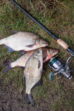 İyi yakaladın. Yeni su büyük tatlı su ortak çipura bronz çipura veya sazan balığı (Abramis brama) ve olta ile doğal zemin üzerine reel olarak bilinen çekilen. Balık ve olta ile reel yeşil çimenlerin üzerinde doğal bileşimi
