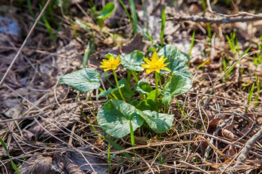Marsh sarı ıslak woodland bahar zaman büyüyen Caltha palustris olarak bilinen Marigold görünümünü kapat