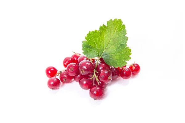 Close View Red Currant Berry Isolated White Background Bunch Red — Stock Photo, Image