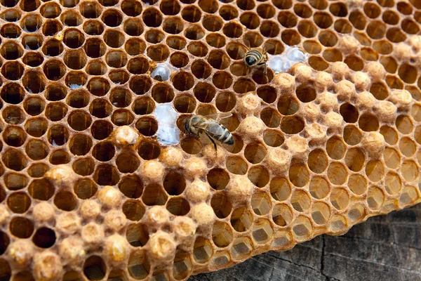 Zblízka Pohled Pracovní Bee Honeycomb Sladkým Medem Kus Žluté Voštinový — Stock fotografie