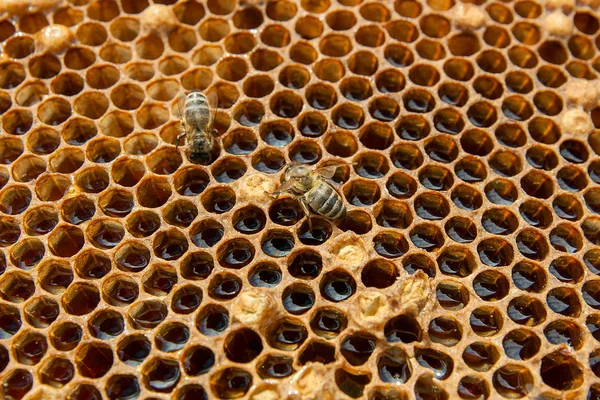 Zblízka Pohled Pracovní Bee Honeycomb Sladkým Medem Kus Žluté Voštinový — Stock fotografie