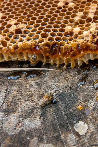 Zár Megjelöl Kilátás Része Méhkas Méz Csepp Méz Viasz Méhsejt — Stock Fotó