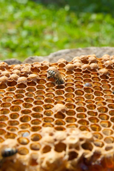 Zblízka Pohled Pracovní Bee Honeycomb Sladkým Medem Kus Žluté Voštinový — Stock fotografie