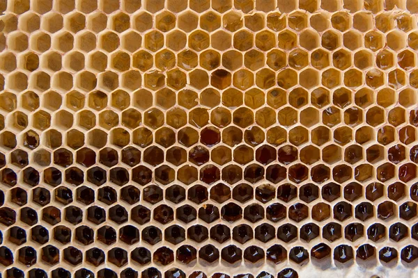 Stäng Upp Gula Honeycomb Med Söt Honung Bit Gul Vaxkaka — Stockfoto