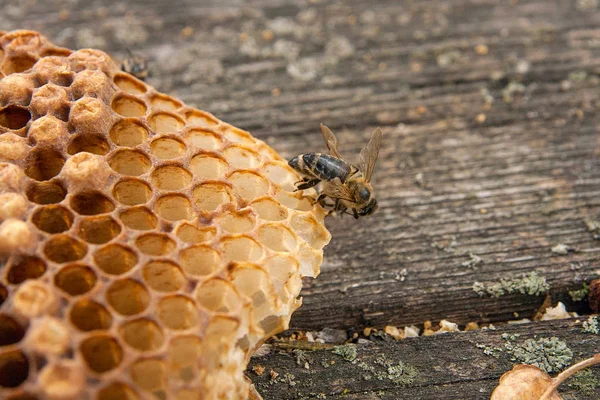 Zár Megjelöl Kilátás Nyílik Dolgozó Méhek Méhsejt Édes Mézzel Darab — Stock Fotó