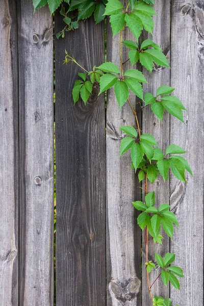 Nature Wooden Background Foliage Wild Grapes Vintage Wooden Background Copy — Stock Photo, Image