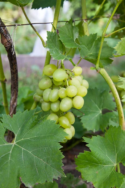 Groene Gele Bessen Van Druiven Tak Met Bladeren Wijngaard Herfst — Stockfoto