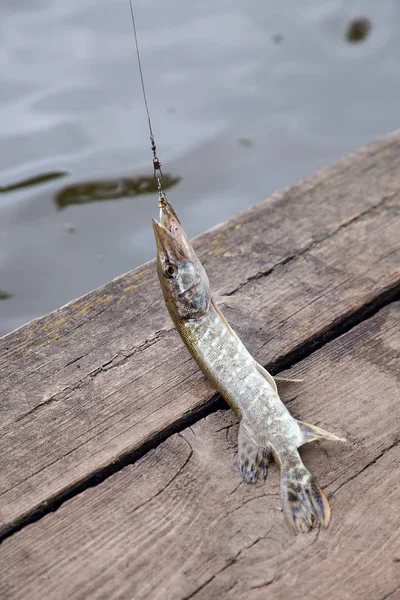 Süßwasser Nördlichen Hechtfische Bekannt Als Esox Lucius Mit Köder Maul — Stockfoto