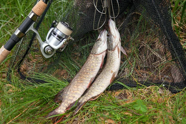 Freshwater Northern pike fish know as Esox Lucius on fish stringer and fishing equipment. Fishing concept, good catch - big freshwater pikes fish just taken from the water on fish stringer and fishing rod with reel on natural background.